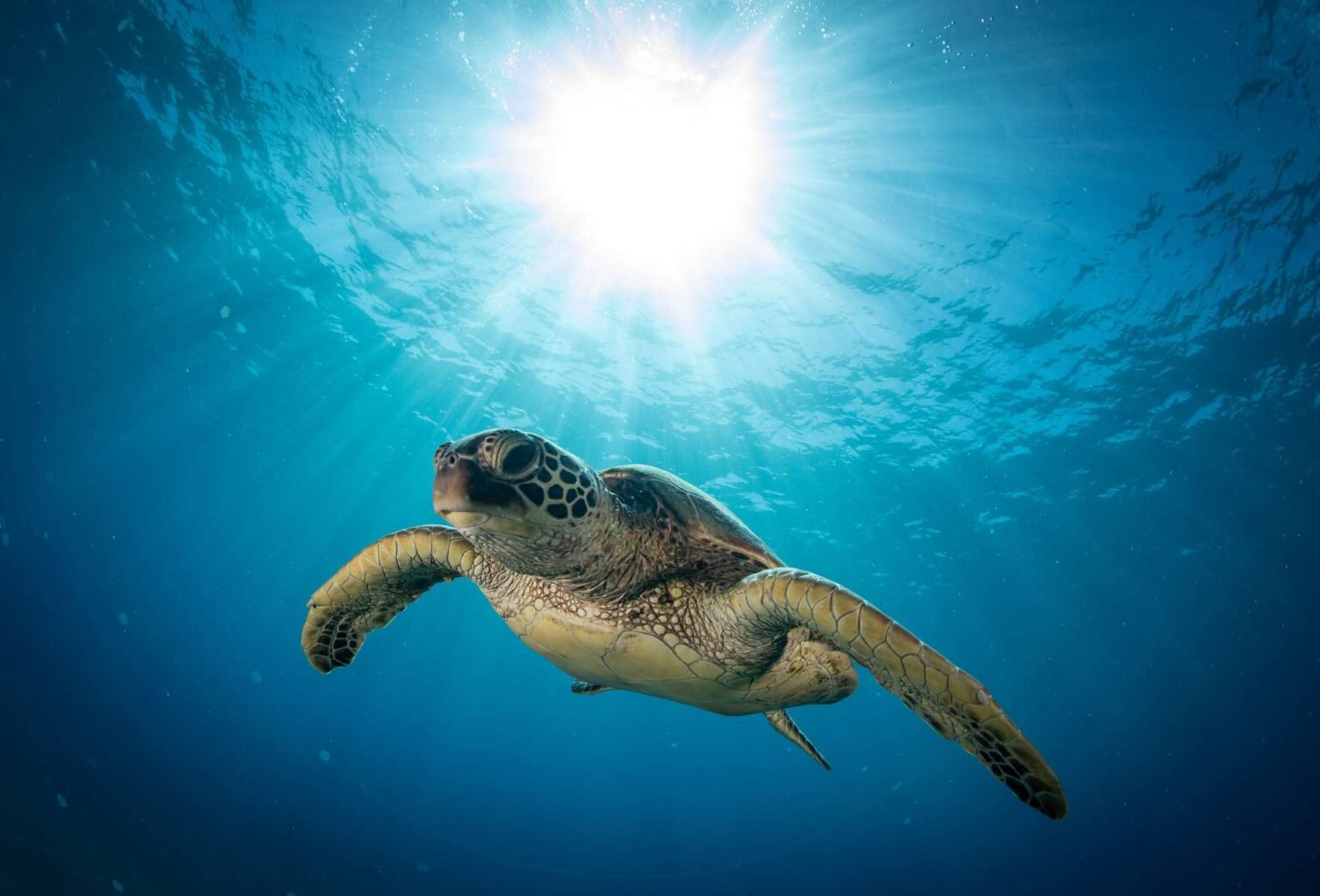 Private Scuba Dive Tenerife - Plongée sous marine privée Tenerife